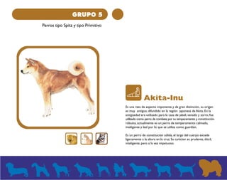 GRUPO 5 
Perros tipo Spitz y tipo Primitivo 
Akita-Inu 
Es una raza de aspecto imponente y de gran distinción, su origen 
es muy antiguo, difundido en la región japonesa de Akita. En la 
antigüedad era utilizado para la caza de jabalí, venado y zorro, fue 
utilizado como perro de combate por su temperamento y constitución 
robusta, actualmente es un perro de temperamento calmado, 
inteligente y leal por lo que se utiliza como guardián. 
Es un perro de constitución sólida, el largo del cuerpo excede 
ligeramente a la altura en la cruz. Su carácter es prudente, dócil, 
inteligente, pero a la vez impetuoso. 
 