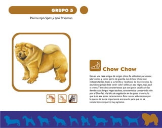 GRUPO 5 
Perros tipo Spitz y tipo Primitivo 
Chow Chow 
Esta es una raza antigua de origen chino. Se utilizaban para cazar, 
jalar carros y como perro de guardia. Los Chow Chow son 
independientes, leales a su familia y recelosos de los extraños. Su 
abundante pelaje debe tener color sólido, ya sea negro, rojo, azul 
o crema. Tiene dos características que son poco usuales en las 
demás razas: lengua negra-azulosa, característica compartido sólo 
por el Shar-Pei, y la falta de angulación en las patas traseras, lo 
que le da ese andar característico. Esta raza es voluntariosa por 
lo que es de suma importancia entrenarlo para que no se 
convierta en un perro muy agresivo. 
 