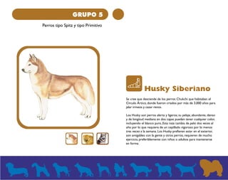 GRUPO 5 
Perros tipo Spitz y tipo Primitivo 
Husky Siberiano 
Se cree que desciende de los perros Chukchi que habitaban el 
Círculo Ártico, donde fueron criados por más de 3,000 años para 
jalar trineos y cazar renos. 
Los Husky son perros alerta y ligeros; su pelaje, abundante, denso 
y de longitud mediana en dos capas pueden tener cualquier color, 
incluyendo el blanco puro. Esta raza cambia de pelo dos veces al 
año por lo que requiere de un cepillado vigoroso por lo menos 
tres veces a la semana. Los Husky prefieren estar en el exterior, 
son amigables con la gente y otros perros, requieren de mucho 
ejercicio, preferiblemente con niños o adultos para mantenerse 
en forma. 
 