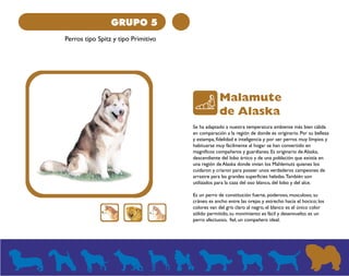 GRUPO 5 
Perros tipo Spitz y tipo Primitivo 
Malamute 
de Alaska 
Se ha adaptado a nuestra temperatura ambiente más bien cálida 
en comparación a la región de donde es originario. Por su belleza 
y estampa, fidelidad e inteligencia y por ser perros muy limpios y 
habituarse muy fácilmente al hogar se han convertido en 
magníficos compañeros y guardianes. Es originario de Alaska, 
descendiente del lobo ártico y de una población que existía en 
una región de Alaska donde vivían los Mahlemuts quienes los 
cuidaron y criaron para poseer unos verdaderos campeones de 
arrastre para las grandes superficies heladas. También son 
utilizados para la caza del oso blanco, del lobo y del alce. 
Es un perro de constitución fuerte, poderoso, musculoso, su 
cráneo es ancho entre las orejas y estrecho hacia el hocico; los 
colores van del gris claro al negro, el blanco es el único color 
sólido permitido, su movimiento es fácil y desenvuelto; es un 
perro afectuoso, fiel, un compañero ideal. 
 