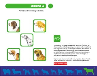 GRUPO 6 
Perros Rastreadores y Sabuesos 
Encontramos en este grupo a algunas razas con el sentido del 
olfato más fino, utilizadas para seguir el rastro de la presa. Con la 
nariz pegada al suelo las localizan y las acorralan. Actualmente se 
utilizan para la cacería, detección de drogas y alimentos, para 
perseguir fugitivos en donde es difícil seguir un rastro visual, o 
simplemente como compañía y como perros alarma por su 
característico ladrido, sumamente agudo. 
Algunas razas representativas de este grupo son Basset Hound, 
Beagle, Bloodhound, Foxhound, Dálmata, Harrier y Rodesiano. 
 
