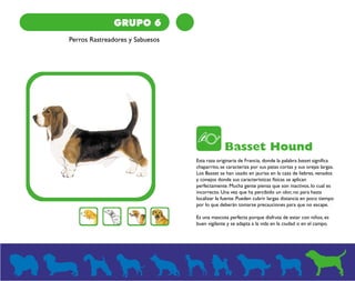 GRUPO 6 
Perros Rastreadores y Sabuesos 
Basset Hound 
Esta raza originaria de Francia, donde la palabra basset significa 
chaparrito, se caracteriza por sus patas cortas y sus orejas largas. 
Los Basset se han usado en jaurías en la caza de liebres, venados 
y conejos donde sus características físicas se aplican 
perfectamente. Mucha gente piensa que son inactivos, lo cual es 
incorrecto. Una vez que ha percibido un olor, no para hasta 
localizar la fuente. Pueden cubrir largas distancia en poco tiempo 
por lo que deberán tomarse precauciones para que no escape. 
Es una mascota perfecta porque disfruta de estar con niños, es 
buen vigilante y se adapta a la vida en la ciudad o en el campo. 
 