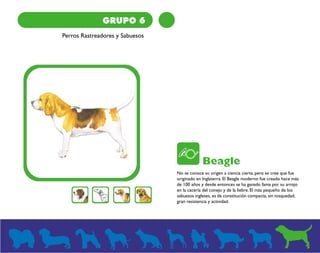 GRUPO 6 
Perros Rastreadores y Sabuesos 
Beagle 
No se conoce su origen a ciencia cierta, pero se cree que fue 
originado en Inglaterra. El Beagle moderno fue creado hace más 
de 100 años y desde entonces se ha ganado fama por su arrojo 
en la cacería del conejo y de la liebre. El más pequeño de los 
sabuesos ingleses, es de constitución compacta, sin tosquedad, 
gran resistencia y actividad. 
 