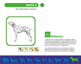 GRUPO 6 
Perros Rastreadores y Sabuesos 
Dálmata 
La raza parece ser antiquísima, algunos lo consideran originario 
de Dinamarca, lo que justificaría el nombre adoptado, aunque esta 
raza es considerada Yugoslava. En Estados Unidos se convirtió en 
el perro de los bomberos, siendo actualmente su mascota oficial. 
Como lo conocemos hoy es un compañero ideal. 
Es un perro balanceado, fuerte, musculoso, activo y de porte 
elegante. De perfil simétrico, libre de tosquedad y torpeza, de 
gran resistencia y velocidad, con una expresión de inteligencia. 
 