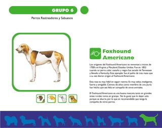 GRUPO 6 
Perros Rastreadores y Sabuesos 
Foxhound 
Americano 
Los orígenes del Foxhound Americano se remontan a inicios de 
1700’s en Virginia y Maryland, Estados Unidos. Fue en 1852 
cuando un perro color castaño y negro fue sacado de Tennessee 
y llevado a Kentucky. Este ejemplar fue el padre de tres razas que 
a su vez dieron origen al Foxhound Americano. 
Esta raza es muy hábil en seguir rastros. Es muy veloz, inteligente, 
fuerte y amigable. Cientos de años como miembro de una jauría 
han hecho que sea feliz en compañía de otros animales. 
El Foxhound Americano es una buena mascota tanto en grandes 
áreas rurales como en granjas. No le gusta que lo dejen solo 
porque se aburre, por lo que es recomendable que tenga la 
compañía de otros perros. 
 