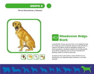 GRUPO 6 
Perros Rastreadores y Sabuesos 
Rhodesian Ridge 
Back 
La peculiaridad de esta raza es la marca en su espalda, formada 
por el pelo que crece en dirección opuesta al resto del pelo. Es 
originaria de Sudáfrica, donde los ejemplares resultaron ser 
buenos guardianes y excelentes cazadores de animales grandes 
como leones y leopardos, pero al criarse en abundancia en 
Rhodesia, recibió el nombre de dicho país. 
Su aspecto es de un perro fuerte y activo, simétrico en sus 
dimensiones y con capacidad de gran resistencia a una buena 
velocidad. 
 