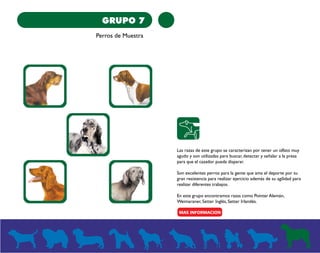 GRUPO 7 
Perros de Muestra 
Las razas de este grupo se caracterizan por tener un olfato muy 
agudo y son utilizadas para buscar, detectar y señalar a la presa 
para que el cazador pueda disparar. 
Son excelentes perros para la gente que ama el deporte por su 
gran resistencia para realizar ejercicio además de su agilidad para 
realizar diferentes trabajos. 
En este grupo encontramos razas como Pointer Alemán, 
Weimaraner, Setter Inglés, Setter Irlandés. 
 