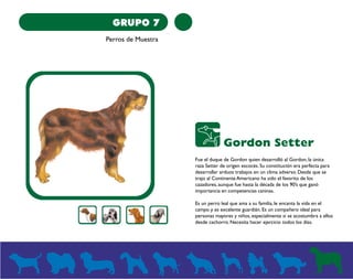 GRUPO 7 
Perros de Muestra 
Gordon Setter 
Fue el duque de Gordon quien desarrolló al Gordon, la única 
raza Setter de origen escocés. Su constitución era perfecta para 
desarrollar arduos trabajos en un clima adverso. Desde que se 
trajo al Continente Americano ha sido el favorito de los 
cazadores, aunque fue hasta la década de los 90’s que ganó 
importancia en competencias caninas. 
Es un perro leal que ama a su familia, le encanta la vida en el 
campo y es excelente guardián. Es un compañero ideal para 
personas mayores y niños, especialmente si se acostumbra a ellos 
desde cachorro. Necesita hacer ejercicio todos los días. 
 