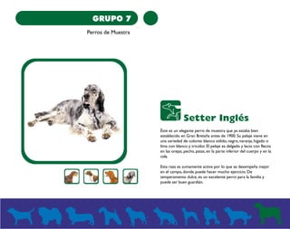 GRUPO 7 
Perros de Muestra 
Setter Inglés 
Éste es un elegante perro de muestra que ya estaba bien 
establecido en Gran Bretaña antes de 1900. Su pelaje viene en 
una variedad de colores: blanco sólido, negro, naranja, hígado o 
lima con blanco y tricolor. El pelaje es delgado y lacio con flecos 
en las orejas, pecho, patas, en la parte inferior del cuerpo y en la 
cola. 
Esta raza es sumamente activa por lo que se desempeña mejor 
en el campo, donde puede hacer mucho ejercicio. De 
temperamento dulce, es un excelente perro para la familia y 
puede ser buen guardián. 
 