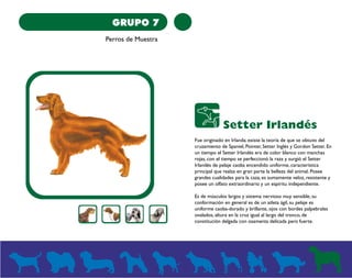 GRUPO 7 
Perros de Muestra 
Setter Irlandés 
Fue originado en Irlanda; existe la teoría de que se obtuvo del 
cruzamiento de Spaniel, Pointer, Setter Inglés y Gordon Setter. En 
un tiempo el Setter Irlandés era de color blanco con manchas 
rojas, con el tiempo se perfeccionó la raza y surgió el Setter 
Irlandés de pelaje caoba encendido uniforme, característica 
principal que realza en gran parte la belleza del animal. Posee 
grandes cualidades para la caza, es sumamente veloz, resistente y 
posee un olfato extraordinario y un espíritu independiente. 
Es de músculos largos y sistema nervioso muy sensible, su 
conformación en general es de un atleta ágil, su pelaje es 
uniforme caoba-dorado y brillante, ojos con bordes palpebrales 
ovalados, altura en la cruz igual al largo del tronco, de 
constitución delgada con osamenta delicada pero fuerte. 
 