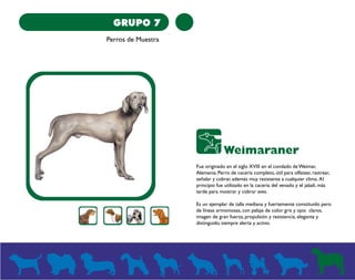 GRUPO 7 
Perros de Muestra 
Weimaraner 
Fue originado en el siglo XVIII en el condado de Weimar, 
Alemania. Perro de cacería completo, útil para olfatear, rastrear, 
señalar y cobrar, además muy resistente a cualquier clima. Al 
principio fue utilizado en la cacería del venado y el jabalí, más 
tarde para mostrar y cobrar aves. 
Es un ejemplar de talla mediana y fuertemente constituido pero 
de líneas armoniosas, con pelaje de color gris y ojos claros, 
imagen de gran fuerza, propulsión y resistencia, elegante y 
distinguido, siempre alerta y activo. 
 