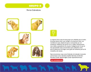 GRUPO 8 
Perros Cobradores 
La mayoría de las razas de este grupo son utilizadas para el cobro 
de presas (quiere decir que recogen a la presa) por tener una 
mordida tan suave, además de que se caracterizan por ser 
excelentes nadadores. Son perros con un olfato impresionante, 
muy nobles y poseedores de una gran inteligencia por lo que se 
han aprovechado estas características para utilizarlos como 
perros detectores de drogas, como guías de invidentes, perros de 
compañía y de rescate. 
Aquí encontramos razas como Cobrador de Labrador (conocido 
comúnmente como Labrador), Golden Retriever (Cobrador 
Dorado), Cocker Spaniel Inglés, Cocker Spaniel Americano. 
 