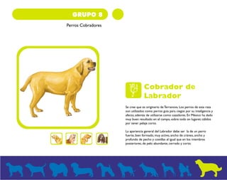 GRUPO 8 
Perros Cobradores 
Cobrador de 
Labrador 
Se cree que es originario de Terranova. Los perros de esta raza 
son utilizados como perros guía para ciegos por su inteligencia y 
afecto, además de utilizarse como cazadores. En México ha dado 
muy buen resultado en el campo, sobre todo en lugares cálidos 
por tener pelaje corto. 
La apariencia general del Labrador debe ser la de un perro 
fuerte, bien formado, muy activo, ancho de cráneo, ancho y 
profundo de pecho y costillas al igual que en los miembros 
posteriores, de pelo abundante, cerrado y corto. 
 