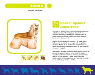 GRUPO 8 
Perros Cobradores 
Cocker Spaniel 
Americano 
Fue criado en Estados Unidos mediante cuidadosas selecciones 
realizadas del Cocker Spaniel Inglés, en el cual se fueron 
marcando características morfológicas como talla, color del 
pelaje, ojos y orejas grandes, cráneo redondeado, depresión 
fronto-nasal y abundante pelo. 
Además de un temperamento afectuoso y fiel que se adapta 
fácilmente, es considerado como un perro de compañía por 
excelencia. A pesar de ser un perro para exposición por su 
belleza, demuestra ser un excelente cazador de aves, inteligente, 
minucioso e infatigable. 
Es de aspecto agradable, con aptitud para la caza y su función de 
perro de compañía. Su vigorosa conformación denota una 
capacidad en velocidad unida a una resistencia apreciable, debe 
tener un carácter despierto y alegre, fuerte y sano bien 
equilibrado que demuestre aptitudes para desarrollar el trabajo 
sin dar señales de agresividad o timidez. 
 