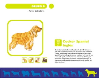 GRUPO 8 
Perros Cobradores 
Cocker Spaniel 
Inglés 
Descendiente de los Spaniels llegados a la Gran Bretaña en el 
siglo XIV que fueron cruzados con otras razas hasta obtener al 
Cocker Spaniel Inglés, ligeramente más grande que el Cocker 
Spaniel Americano. Originalmente se empleaba en la caza de aves 
por su talla que le permitía moverse en terrenos difíciles para 
otras razas más grandes. Es un perro infatigable y enérgico, de 
cuerpo corto, bien equilibrado y compacto con un sentido del 
olfato excelente. 
 