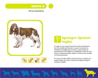 GRUPO 8 
Perros Cobradores 
Springer Spaniel 
Inglés 
Su origen es muy antiguo, de él derivan todos los Spaniels de 
caza. Era utilizado para descubrir y asustar a la presa, en la 
actualidad es empleado para encontrar y cobrar presas. Su 
entrenamiento es fácil debido a sus habilidades innatas. Son muy 
activos y resistentes, pueden trabajar en terrenos entre zarzales 
o en zonas pantanosas. 
Es un perro de talla mediana, simétrico, fuerte y compacto con 
carácter alegre, muy activo y resistente al trabajo, es largo de 
miembros y esbelto. 
 