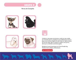 GRUPO 9 
Perros de Compañia 
Incluidas en este grupo encontramos a todas las razas creadas 
por el hombre para su compañía, lo que posiblemente lo hace el 
grupo más numeroso. Algunas de estas razas son réplicas exactas 
de otras de mayor talla y la mayoría se utilizan como perros 
alarma por sus ladridos sumamente agudos. 
Ejemplos de razas de este grupo son French Poodle, Pug, 
Yorkshire Terrier, Maltés y Chihuahueño. 
 