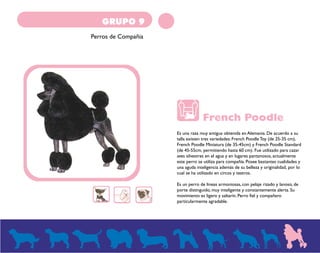 GRUPO 9 
Perros de Compañia 
French Poodle 
Es una raza muy antigua obtenida en Alemania. De acuerdo a su 
talla existen tres variedades: French Poodle Toy (de 25-35 cm), 
French Poodle Miniatura (de 35-45cm) y French Poodle Standard 
(de 45-55cm, permitiendo hasta 60 cm). Fue utilizado para cazar 
aves silvestres en el agua y en lugares pantanosos, actualmente 
este perro se utiliza para compañía. Posee bastantes cualidades y 
una aguda inteligencia además de su belleza y originalidad, por lo 
cual se ha utilizado en circos y teatros. 
Es un perro de líneas armoniosas, con pelaje rizado y lanoso, de 
porte distinguido, muy inteligente y constantemente alerta. Su 
movimiento es ligero y saltarín. Perro fiel y compañero 
particularmente agradable. 
 