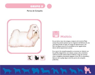 GRUPO 9 
Perros de Compañia 
Maltés 
Es una de las razas más antiguas, originario de la isla de Malta 
aunque hay quienes piensan que es originario de Dalmacia. Es una 
raza seleccionada en Italia con sangre de Spaniel enano y de 
Perro de Aguas enano. En la actualidad se ven regularmente 
dentro de las exposiciones caninas. 
Es un perro de compañía pequeño y armonioso en relación con 
los perfiles, elegantísimo, con cabeza, cuerpo, cola y miembros 
cubiertos de pelo sedoso, blanco, brillante y largo, de carácter 
vivaz e inteligente, demasiado apegado al amo. Por la vistosidad y 
blancura de su pelaje, figura entre los perros de compañía 
preferidos. 
 