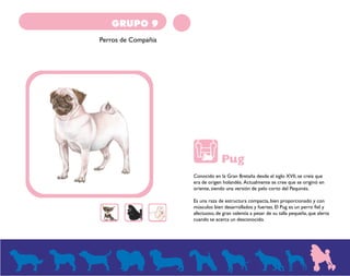 GRUPO 9 
Perros de Compañia 
Pug 
Conocido en la Gran Bretaña desde el siglo XVII, se creía que 
era de origen holandés. Actualmente se cree que se originó en 
oriente, siendo una versión de pelo corto del Pequinés. 
Es una raza de estructura compacta, bien proporcionado y con 
músculos bien desarrollados y fuertes. El Pug es un perro fiel y 
afectuoso, de gran valentía a pesar de su talla pequeña, que alerta 
cuando se acerca un desconocido. 
 
