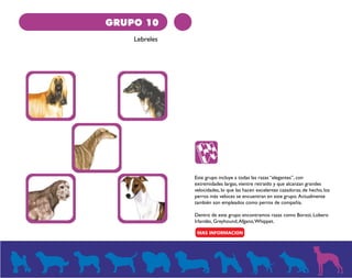 GRUPO 10 
Lebreles 
Este grupo incluye a todas las razas “elegantes”, con 
extremidades largas, vientre retraído y que alcanzan grandes 
velocidades, lo que las hacen excelentes cazadoras; de hecho, los 
perros más veloces se encuentran en este grupo. Actualmente 
también son empleados como perros de compañía. 
Dentro de este grupo encontramos razas como Borzoi, Lobero 
Irlandés, Greyhound, Afgano, Whippet. 
 