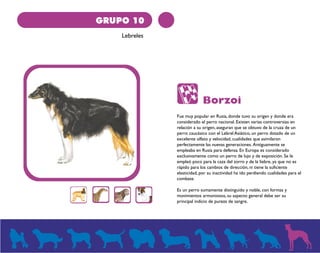 GRUPO 10 
Lebreles 
Borzoi 
Fue muy popular en Rusia, donde tuvo su origen y donde era 
considerado el perro nacional. Existen varias controversias en 
relación a su origen, aseguran que se obtuvo de la cruza de un 
perro caucásico con el Lebrel Asiático, un perro dotado de un 
excelente olfato y velocidad, cualidades que asimilaron 
perfectamente las nuevas generaciones. Antiguamente se 
empleaba en Rusia para defensa. En Europa es considerado 
exclusivamente como un perro de lujo y de exposición. Se le 
empleó poco para la caza del zorro y de la liebre, ya que no es 
rápido para los cambios de dirección, ni tiene la suficiente 
elasticidad, por su inactividad ha ido perdiendo cualidades para el 
combate. 
Es un perro sumamente distinguido y noble, con formas y 
movimientos armoniosos, su aspecto general debe ser su 
principal indicio de pureza de sangre. 
 