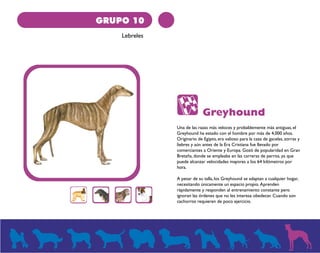 GRUPO 10 
Lebreles 
Greyhound 
Una de las razas más veloces y probablemente más antiguas, el 
Greyhound ha estado con el hombre por más de 4,000 años. 
Originario de Egipto, era valioso para la caza de gacelas, zorras y 
liebres y aún antes de la Era Cristiana fue llevado por 
comerciantes a Oriente y Europa. Gozó de popularidad en Gran 
Bretaña, donde se empleaba en las carreras de perros, ya que 
puede alcanzar velocidades mayores a los 64 kilómetros por 
hora. 
A pesar de su talla, los Greyhound se adaptan a cualquier hogar, 
necesitando únicamente un espacio propio. Aprenden 
rápidamente y responden al entrenamiento constante pero 
ignoran las órdenes que no les interesa obedecer. Cuando son 
cachorros requieren de poco ejercicio. 
 