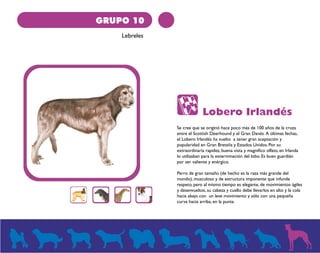 GRUPO 10 
Lebreles 
Lobero Irlandés 
Se cree que se originó hace poco más de 100 años de la cruza 
entre el Scottish Deerhound y el Gran Danés. A últimas fechas, 
el Lobero Irlandés ha vuelto a tener gran aceptación y 
popularidad en Gran Bretaña y Estados Unidos. Por su 
extraordinaria rapidez, buena vista y magnifico olfato, en Irlanda 
lo utilizaban para la exterminación del lobo. Es buen guardián 
por ser valiente y enérgico. 
Perro de gran tamaño (de hecho es la raza más grande del 
mundo), musculoso y de estructura imponente que infunde 
respeto, pero al mismo tiempo es elegante, de movimientos ágiles 
y desenvueltos, su cabeza y cuello debe llevarlos en alto y la cola 
hacia abajo con un leve movimiento y sólo con una pequeña 
curva hacia arriba, en la punta. 
 