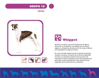 GRUPO 10 
Lebreles 
Whippet 
Al parecer se obtuvo a partir del Greyhound y de algunos 
Terriers. En un principio fue muy utilizado por los mineros 
ingleses en competencias de persecución de conejos y liebres y 
en la actualidad se le utiliza en carreras. 
Es un perro de talla mediana, que da la impresión de potencia 
muscular y de fuerza. La simetría de sus formas, el desarrollo 
muscular y su movimiento potente serán los puntos más 
importantes al evaluar al ejemplar, ya que está constituido para 
desarrollar una gran velocidad, por lo que todas las formas 
exageradas irán en detrimento de su evaluación. 
 