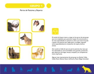 GRUPO 1 
Perros de Pastoreo y Boyeros 
El nombre de boyero tiene su origen en los perros de este grupo, 
que eran empleados para pastorear bueyes. Así encontramos a 
las razas especializadas en pastoreo, es decir, que sirven de ayuda 
y apoyo a los pastores para vigilar, guiar y proteger al ganado 
ovino, especializándose en el pastoreo de ovejas y bovinos 
(vacas). 
Aún cuando se habla de que son perros pastores, hay razas que 
han sobresalido en otras actividades como guardia y protección, 
guía, detección de drogas, rescate, compañía y en competencias 
como ring francés. 
Algunas razas representativas de este grupo son Border Collie, 
Collie, Pastor Alemán, Pastor de Briard y Pastor Belga Groendael. 
 
