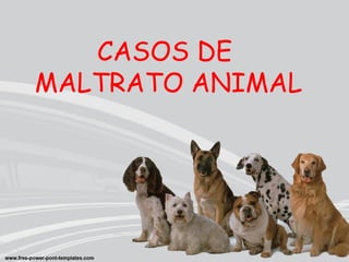 CASOS DE 
MALTRATO ANIMAL 
 