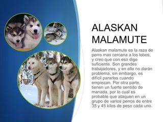 ALASKAN
MALAMUTE
Alaskan malamute es la raza de
perro mas cercana a los lobos,
y creo que con eso digo
suficiente. Son grandes
trabajadores, y en ello no darán
problema, sin embargo, es
difícil pararlos cuando
empiezan. Por otra parte,
tienen un fuerte sentido de
manada, por lo cual es
probable que ataquen en un
grupo de varios perros de entre
35 y 45 kilos de peso cada uno.
 