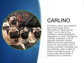 CARLINO
El Carlino, perro que adquirió
gran fama luego de su
aparición en "Hombres de
negro", es un perro muy
cariñoso y extremadamente
apegado a su amo, inteligente,
valiente, testarudo y de un
aspecto bastante cómico.
Mientras su amo permanece
junto a el, se muestra más o
menos confiado y sociable con
los extraños, pero si éste no
está en compañía suya, se
vuelve algo desconfiado y
protector de su territorio.
 