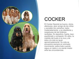 COCKER
El Cocker Spaniel es bueno, dulce,
afectuoso, gran amigo de los niños
y sociable con extraños; ladra
moderadamente, y es obediente y
respetuoso de las órdenes
recibidas. Es deportivo, fuerte, bien
equilibrado y compacto. En ellos, la
medida del suelo a la cruz y de
ésta a la cola es igual,
aproximadamente. Su cola se
encuentra siempre en animado
movimiento; sobre todo cuando
sigue un rastro o no siente miedo
ante las circunstancias.
 