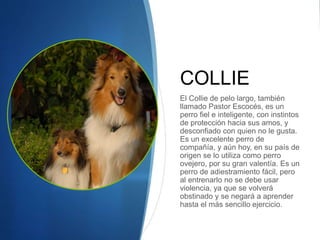 COLLIE
El Collie de pelo largo, también
llamado Pastor Escocés, es un
perro fiel e inteligente, con instintos
de protección hacia sus amos, y
desconfiado con quien no le gusta.
Es un excelente perro de
compañía, y aún hoy, en su país de
origen se lo utiliza como perro
ovejero, por su gran valentía. Es un
perro de adiestramiento fácil, pero
al entrenarlo no se debe usar
violencia, ya que se volverá
obstinado y se negará a aprender
hasta el más sencillo ejercicio.
 