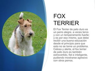 FOX
TERRIER
El Fox Terrier de pelo duro es
un perro alegre, a veces terco
y con un temperamento fuerte;
y es por eso mismo, que debe
recibir una buena educación
desde el principio para que
esto no se torne un problema.
Celoso y alerta, el fox terrier
de pelo duro es también
extrovertido, fiel e inteligente,
pudiendo mostrarse agresivo
con otros perros.
 