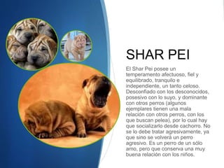 SHAR PEI
El Shar Pei posee un
temperamento afectuoso, fiel y
equilibrado, tranquilo e
independiente, un tanto celoso.
Desconfiado con los desconocidos,
posesivo con lo suyo, y dominante
con otros perros (algunos
ejemplares tienen una mala
relación con otros perros, con los
que buscan pelea), por lo cual hay
que socializarlo desde cachorro. No
se lo debe tratar agresivamente, ya
que sino se volverá un perro
agresivo. Es un perro de un sólo
amo, pero que conserva una muy
buena relación con los niños.
 