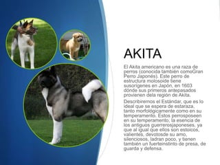 AKITA
El Akita americano es una raza de
perros (conocida también comoGran
Perro Japonés). Este perro de
estructura molosoide tiene
susorígenes en Japón, en 1603
dónde sus primeros antepasados
provienen dela región de Akita.
Describiremos el Estándar, que es lo
ideal que se espera de estaraza,
tanto morfológicamente como en su
temperamento. Estos perrosposeen
en su temperamento, la esencia de
los antiguos guerrerosjaponeses, ya
que al igual que ellos son estoicos,
valientes, devotosde su amo,
silenciosos, ladran poco, y tienen
también un fuerteinstinto de presa, de
guarda y defensa.
 