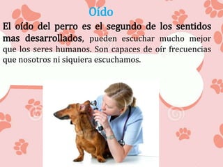 Oído
El oído del perro es el segundo de los sentidos
mas desarrollados, pueden escuchar mucho mejor
que los seres humanos. Son capaces de oír frecuencias
que nosotros ni siquiera escuchamos.
 