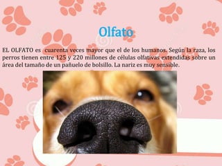 Olfato
EL OLFATO es cuarenta veces mayor que el de los humanos. Según la raza, los
perros tienen entre 125 y 220 millones de células olfativas extendidas sobre un
área del tamaño de un pañuelo de bolsillo. La nariz es muy sensible.
 