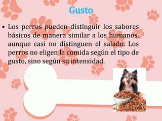 Gusto
• Los perros pueden distinguir los sabores
básicos de manera similar a los humanos,
aunque casi no distinguen el salado. Los
perros no eligen la comida según el tipo de
gusto, sino según su intensidad.
 