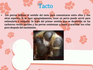 Tacto
• Los perros utilizan el sentido del tacto para comunicarse entre ellos y con
otras especies. Si se hace apropiadamente, tocar un perro puede servir para
estimularlo o relajarlo. Se trata del primer sentido que se desarrolla en los
cachorros recién nacidos y las perras comienzan a lamer y acariciar sus crías
poco después del nacimiento.
 