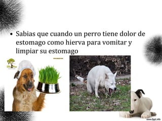 • Sabias que cuando un perro tiene dolor de
estomago como hierva para vomitar y
limpiar su estomago
 