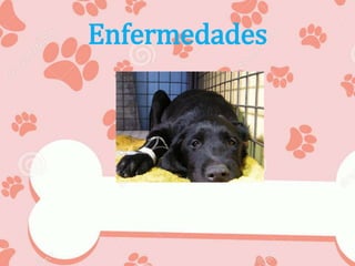 Enfermedades
 