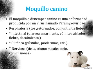 Moquillo canino
• El moquillo o distemper canino es una enfermedad
producida por un virus llamado Paramyxoviridae
• Respiratoria (tos ,estornudos, conjuntivitis fiebre )
• * Intestinal (diarrea amarillenta, vómitos aislados,
fiebre, decaimiento )
• * Cutánea (pústulas, piodermias, etc..)
• * Nerviosa (ticks, trismo masticatorio,
convulsiones).
 
