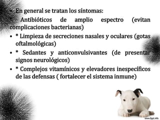 • En general se tratan los síntomas:
* Antibióticos de amplio espectro (evitan
complicaciones bacterianas)
• * Limpieza de secreciones nasales y oculares (gotas
oftalmológicas)
• * Sedantes y anticonvulsivantes (de presentar
signos neurológicos)
• * Complejos vitamínicos y elevadores inespecíficos
de las defensas ( fortalecer el sistema inmune)
 