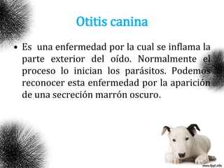 Otitis canina
• Es una enfermedad por la cual se inflama la
parte exterior del oído. Normalmente el
proceso lo inician los parásitos. Podemos
reconocer esta enfermedad por la aparición
de una secreción marrón oscuro.
 
