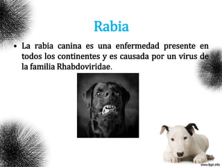 Rabia
• La rabia canina es una enfermedad presente en
todos los continentes y es causada por un virus de
la familia Rhabdoviridae.
 