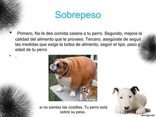 Sobrepeso
• Primero, No le des comida casera a tu perro. Segundo, mejora la
calidad del alimento que le provees. Tercero, asegúrate de seguir
las medidas que exige la bolsa de alimento, según el tipo, peso y
edad de tu perro
• .
si no sientes las costillas, Tu perro está
sobre su peso.
 