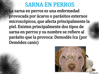 SARNA EN PERROS
• La sarna en perros es una enfermedad
provocada por ácaros o parásitos externos
microscópicos, que afecta principalmente la
piel. Existen principalmente dos tipos de
sarna en perros y su nombre se refiere al
parásito que la provoca: Demodés Ica (por
Demódex canis)
 